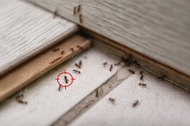 Pest Control for Restaurants in Springfield, FL