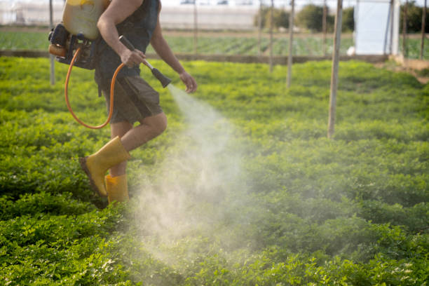 Best Affordable Pest Control Services  in Springfield, FL