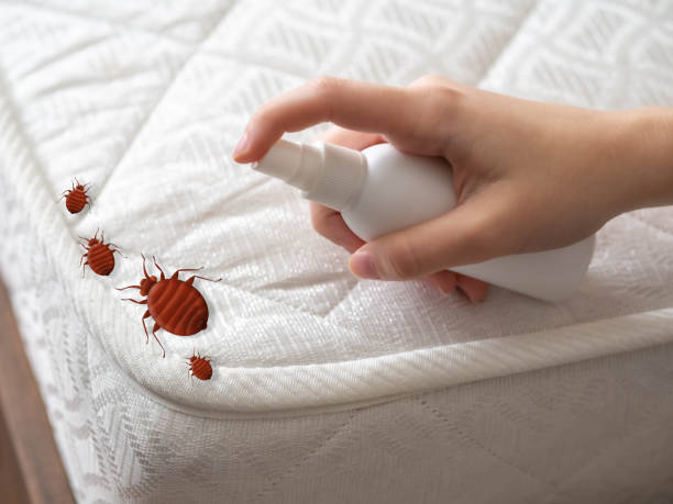 Best Best Pest Control Companies  in Springfield, FL