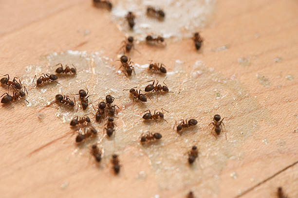 Best Residential Pest Control  in Springfield, FL