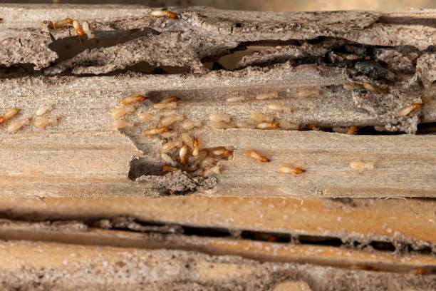 Best Pest Removal Services  in Springfield, FL