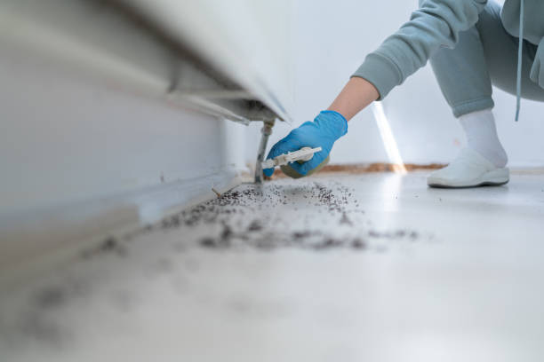 Bird Control in Springfield, FL